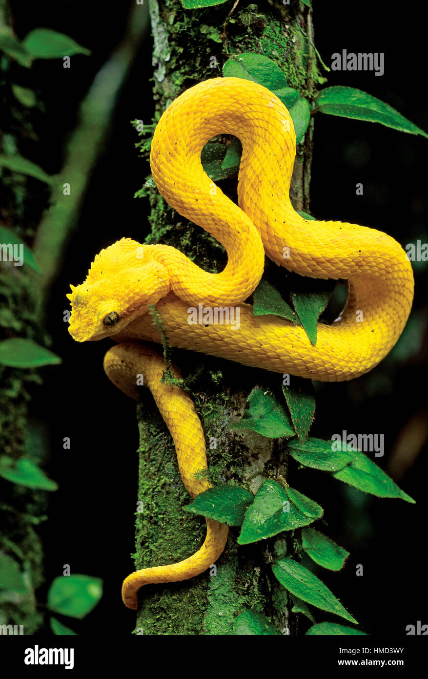 Eyelash viper (Bothriechis schlegelii) resting on rainforest trunk, Cahuita National Park, Costa Rica Stock Photo