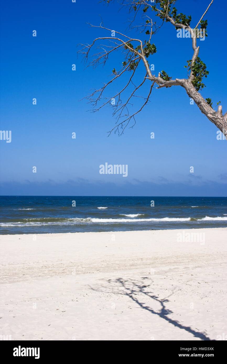 Tree on the beach Stock Photo