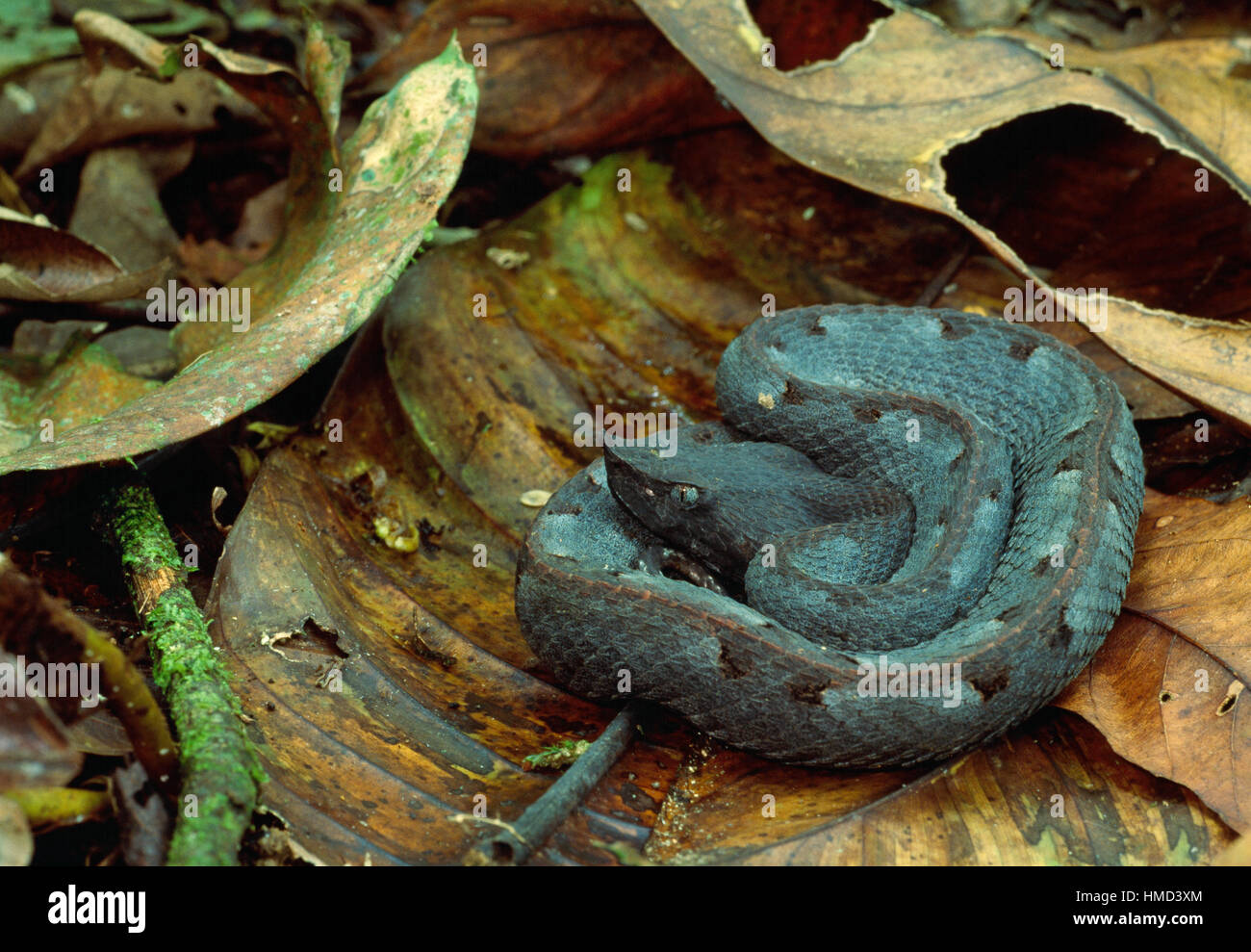 Hog nosed pit viper (Porthidium nasutum) in leaf litter, La Selva Biological Station, Sarapiquí, Costa Rica Stock Photo