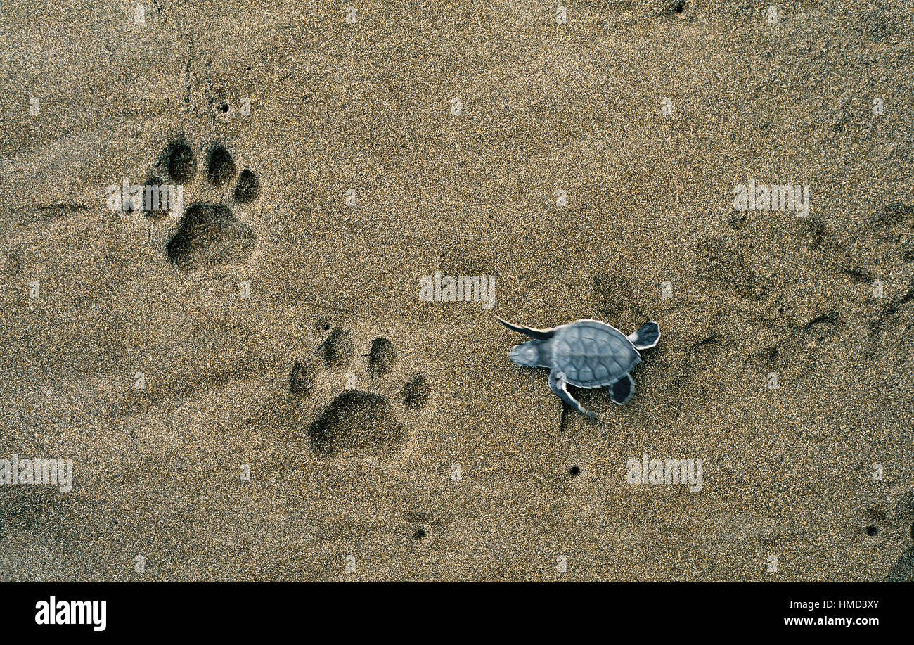 Green turtle hatchling (Chelonia mydas) walking past jaguar (Panthera onca) footprints on the beach. Tortuguero National Park, Costa Rica. Stock Photo