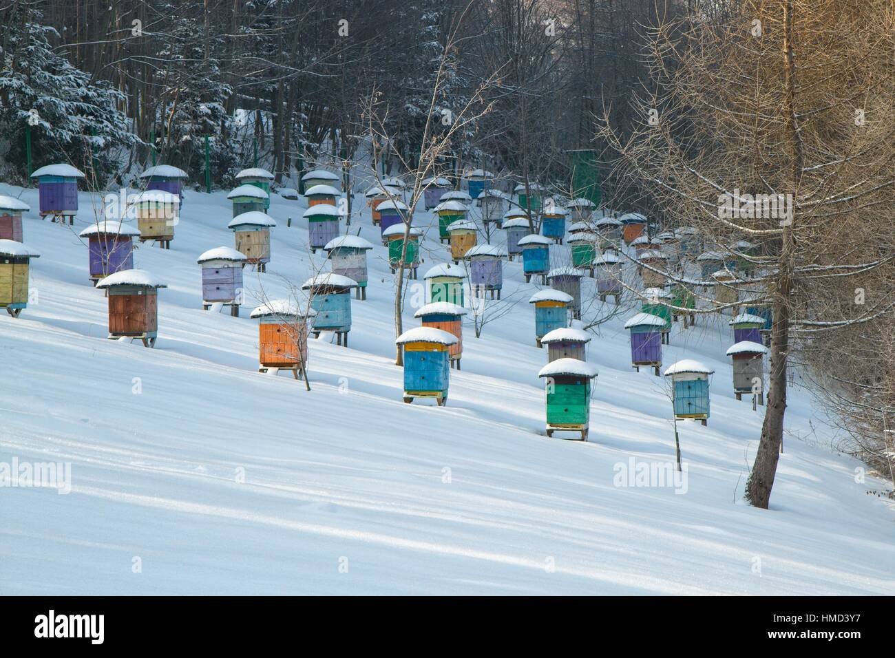 Hives covered in snow Stock Photo