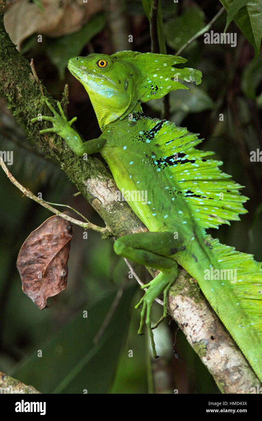 Male Green Basilisk (Basiliscus plumifrons) in rainforest, Tortuguero National Park, Costa Rica. Stock Photo