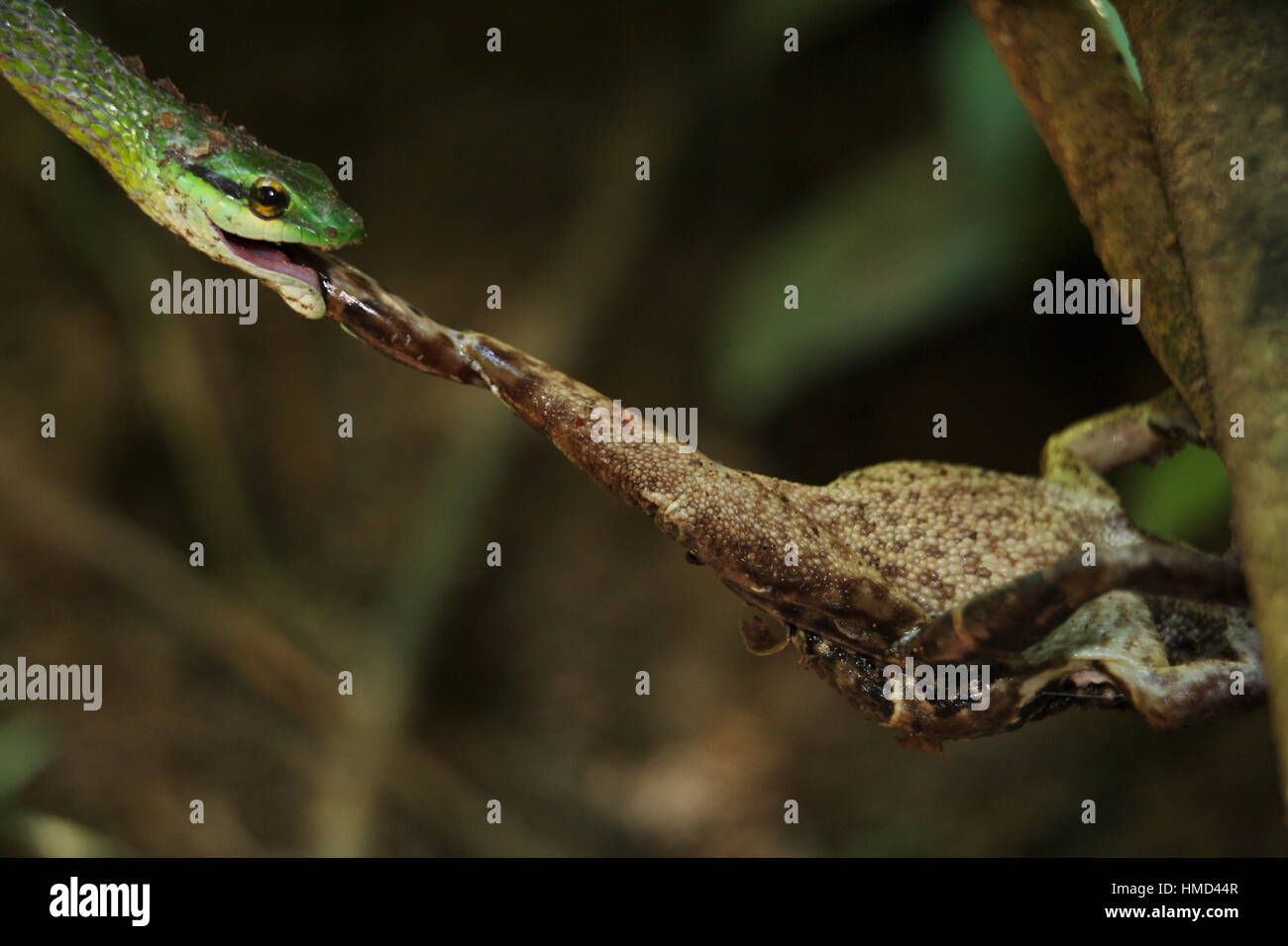 Green Parrot Snake (Leptophis ahaetulla) catching a Smooth-skinned Toad (Bufo haematiticus) on a river bank. Corcovado National Park, Osa Peninsula, C Stock Photo