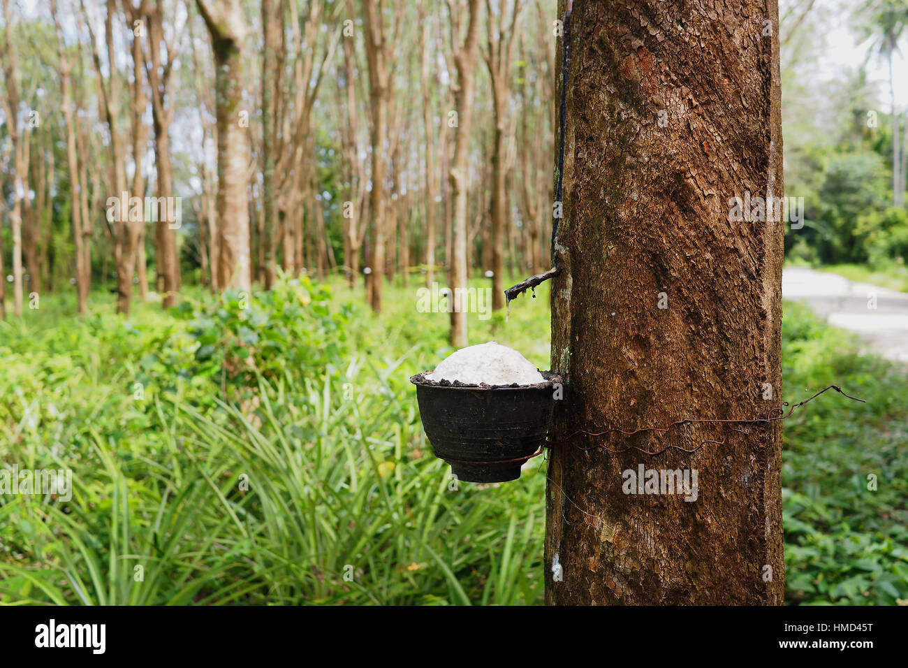 Rubber tree plant hires stock photography and images Alamy