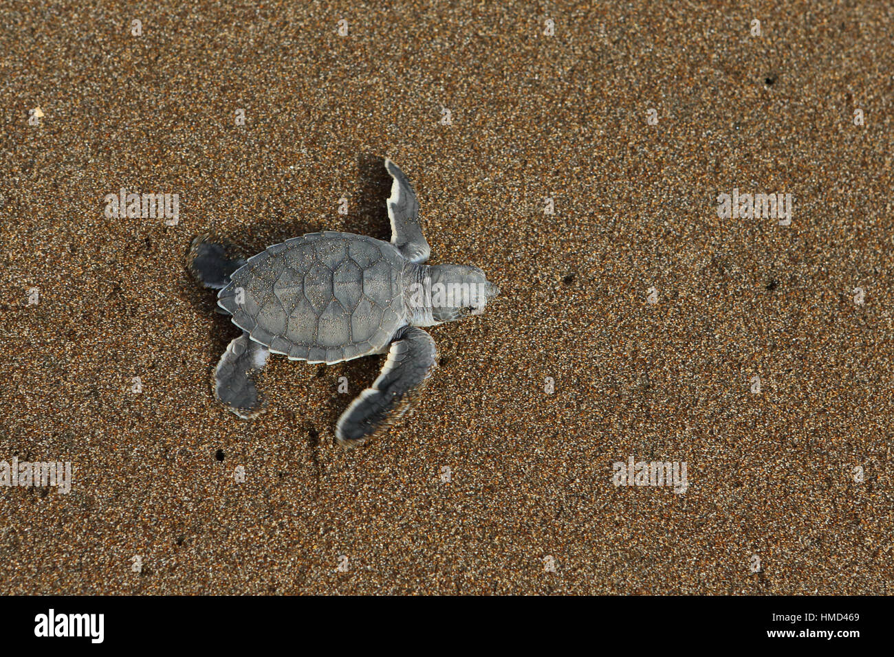 Green Turtle Hatchling Chelonia Mydas Running To The Ocean In Tortuguero National Park Costa Rica Stock Photo Alamy