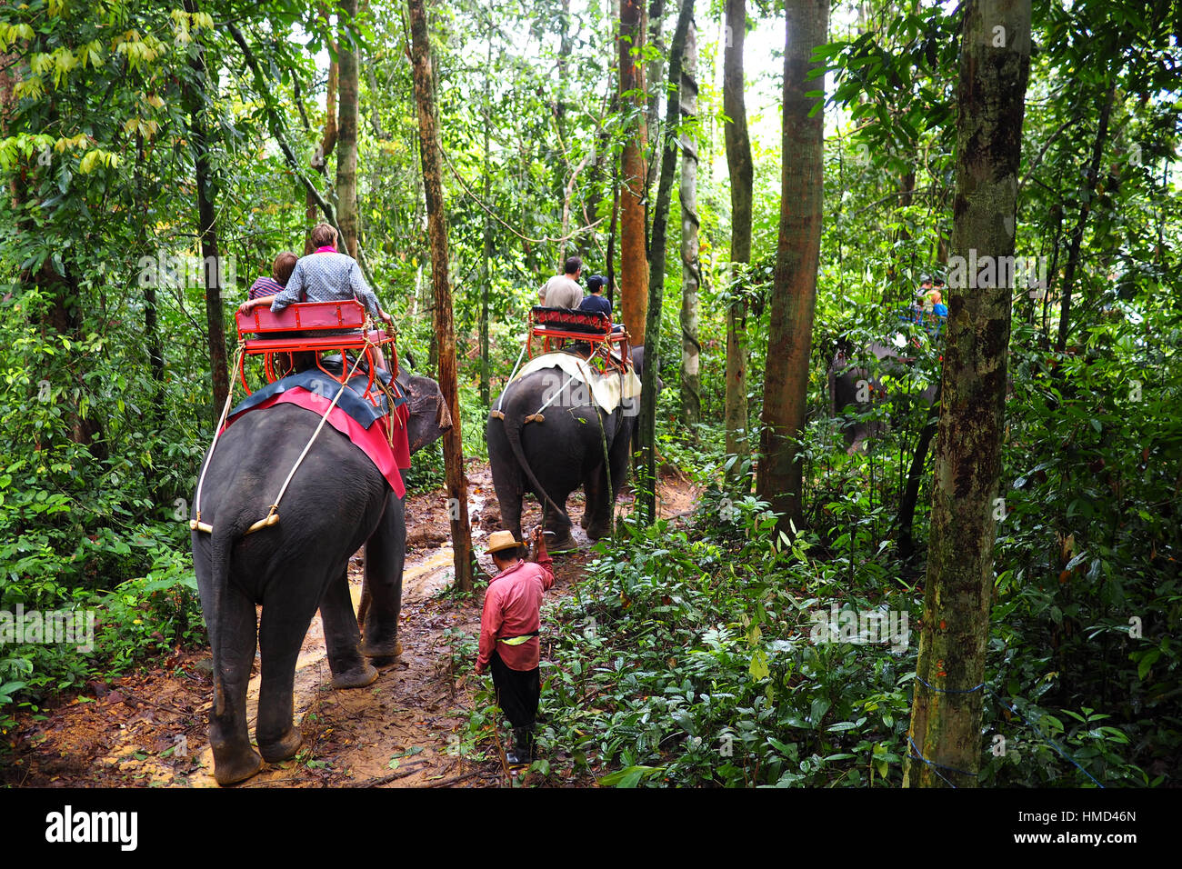 riding elephants in the jungle in thailand Stock Photo Alamy
