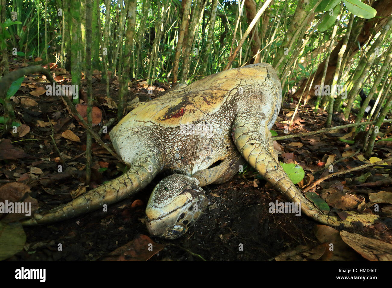 Female green turtle (Chelonia mydas) killed and dragged into undergrowth next to beach by a jaguar (Panthera onca) in Tortuguero National Park, Costa  Stock Photo