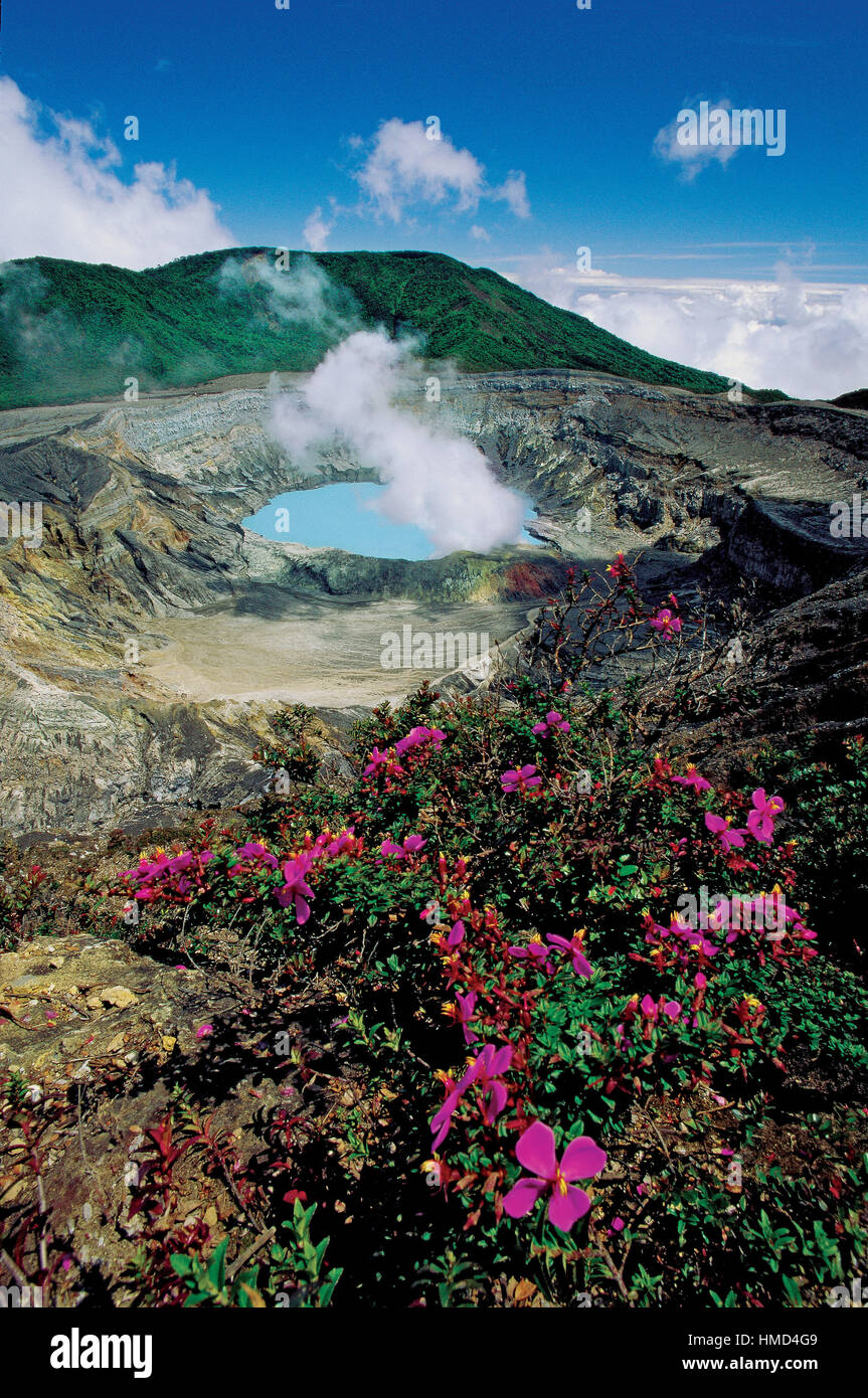 Melastoma of the Volcanoes flowers (Monochaetum vulcanicum) at edge of crater of Poás Volcano,  Poás Volcano National Park, Costa Rica Stock Photo