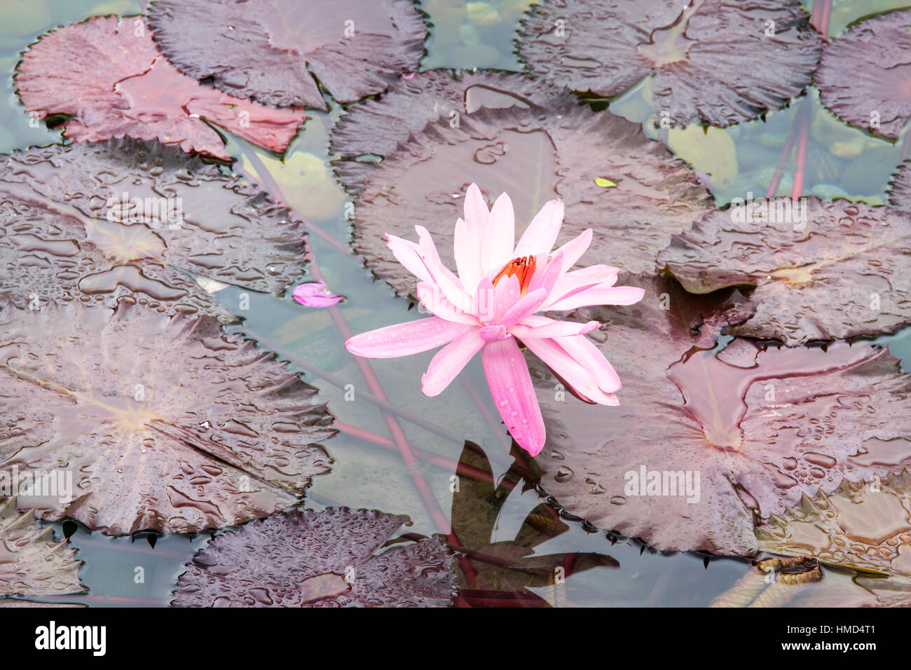 The Water Lily