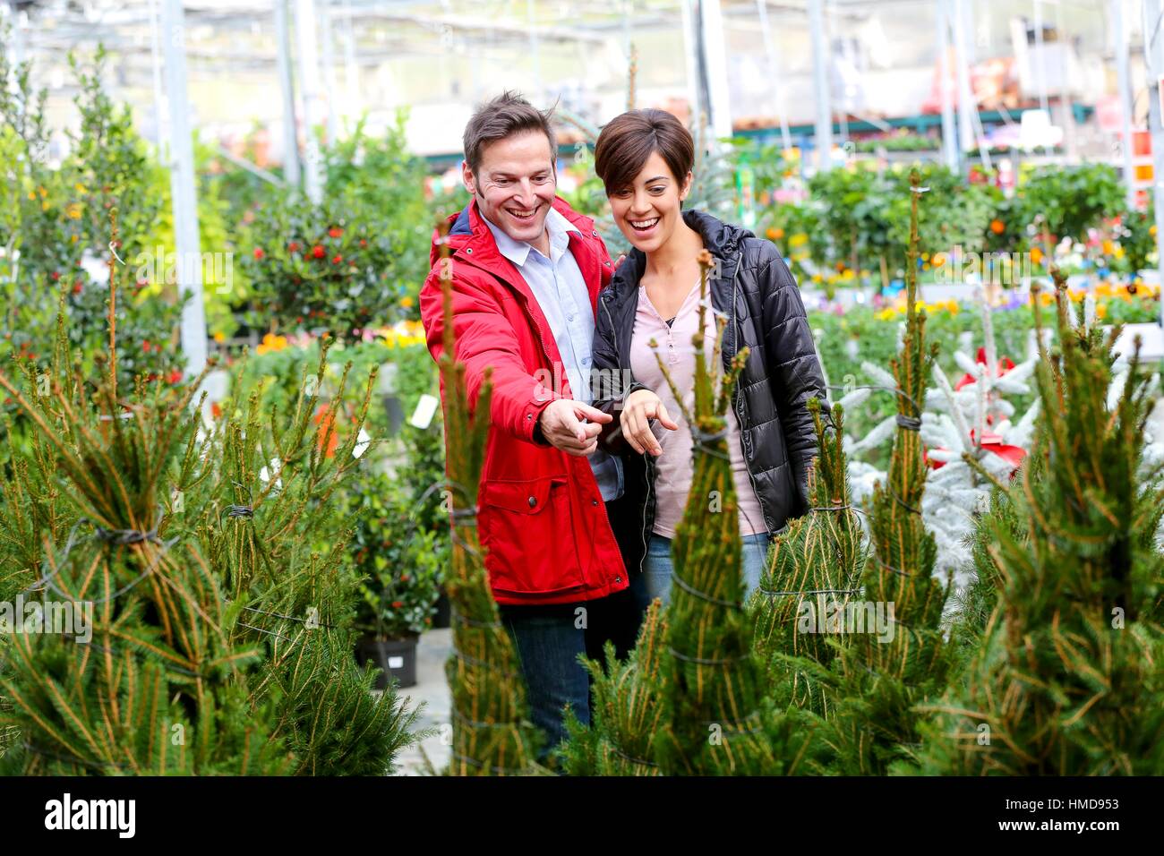 Couple buying Christmas tree, garden center Stock Photo Alamy