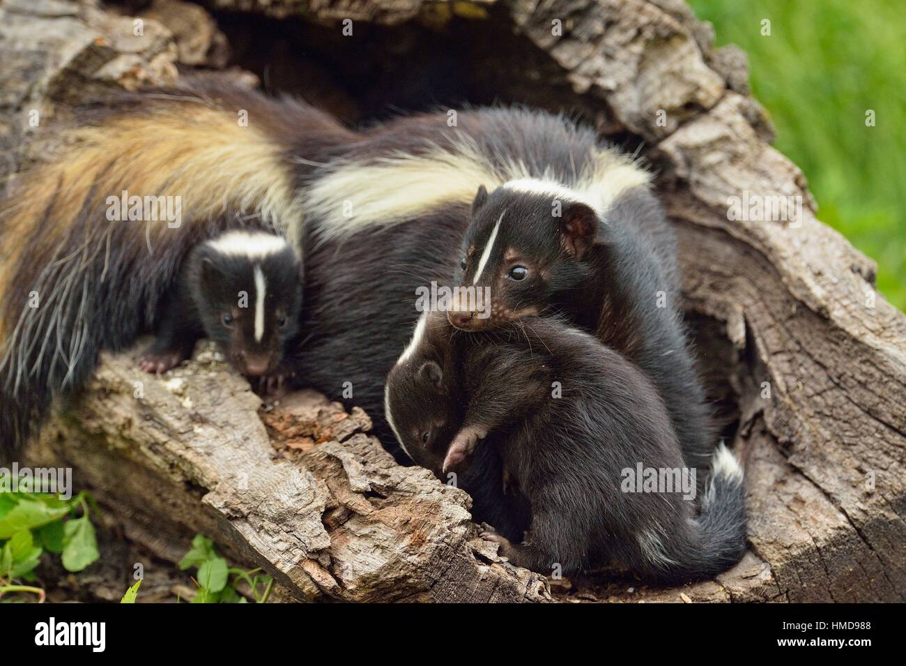 Skunk mother and baby hi-res stock photography and images - Alamy
