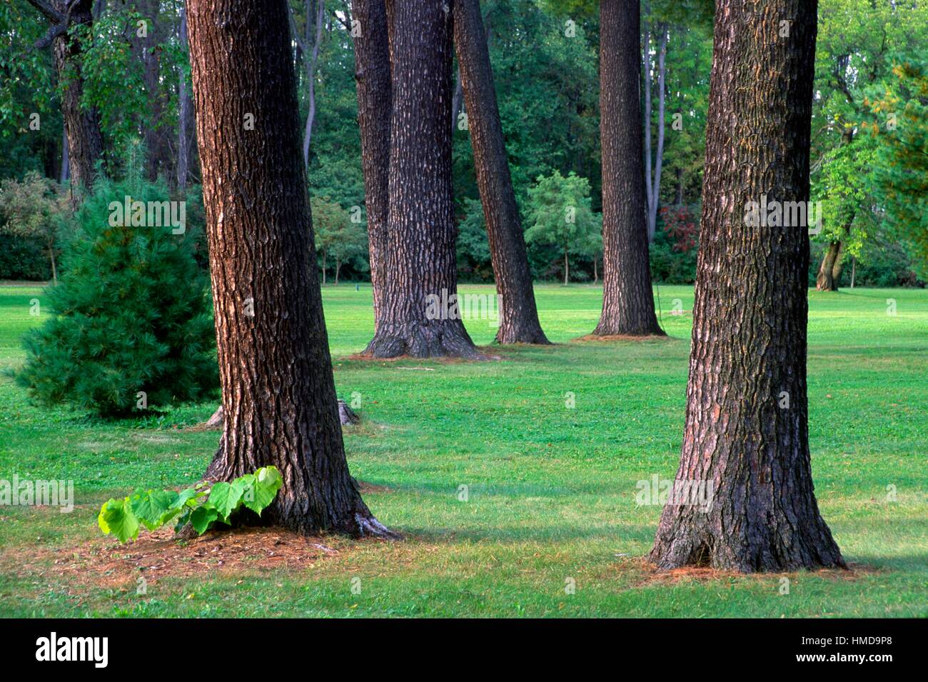 Martin van buren national historic hires stock photography and images
