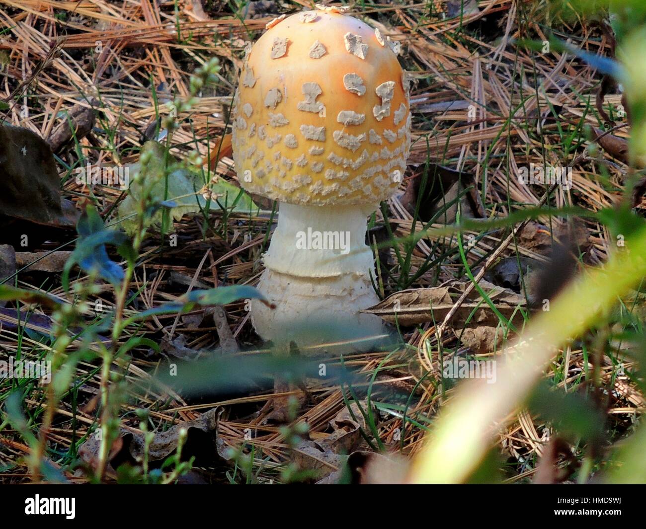 A hallucinogenic amanita mushroom, Amanita muscaria, lifts its head into the sunshine, Pennsylvania, USA. Stock Photo