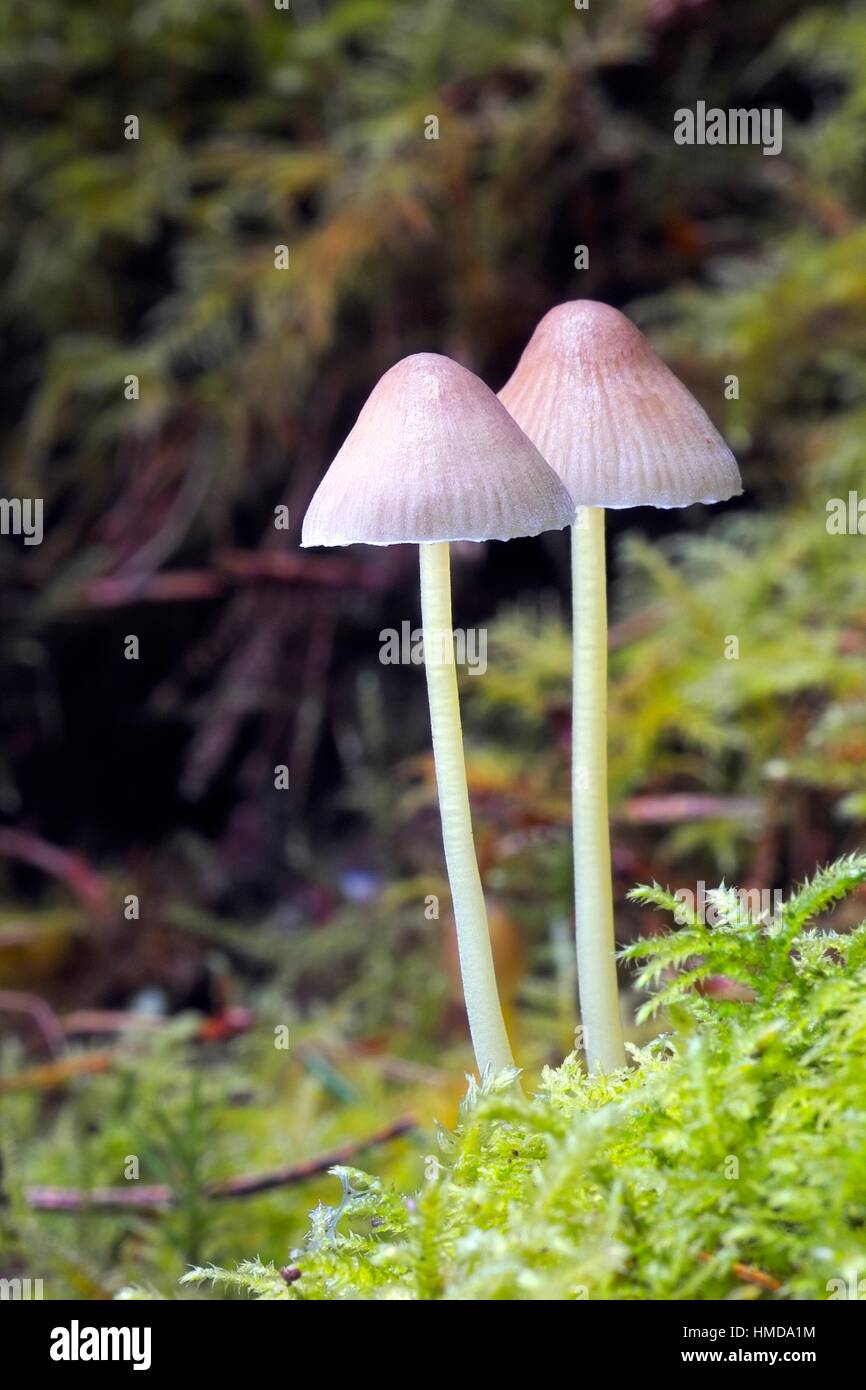 Small mushrooms growing in a woodland in County Longford, Ireland Stock