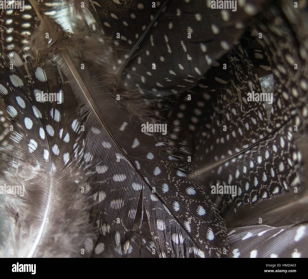 Guineafowl feathers. Cape Town, South Africa Stock Photo Alamy