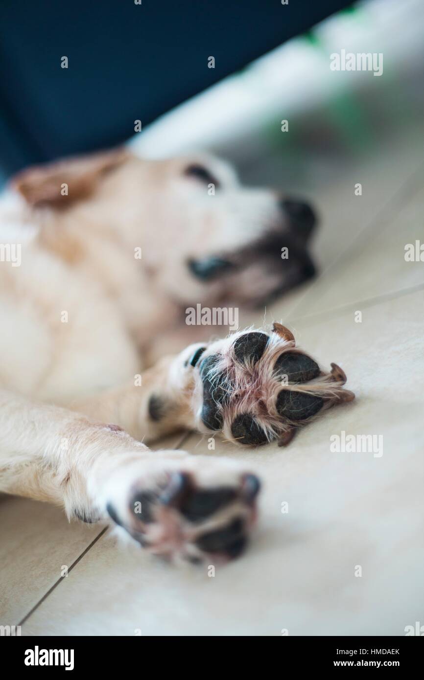 Detail of dog´s feet while sleeping Stock Photo Alamy