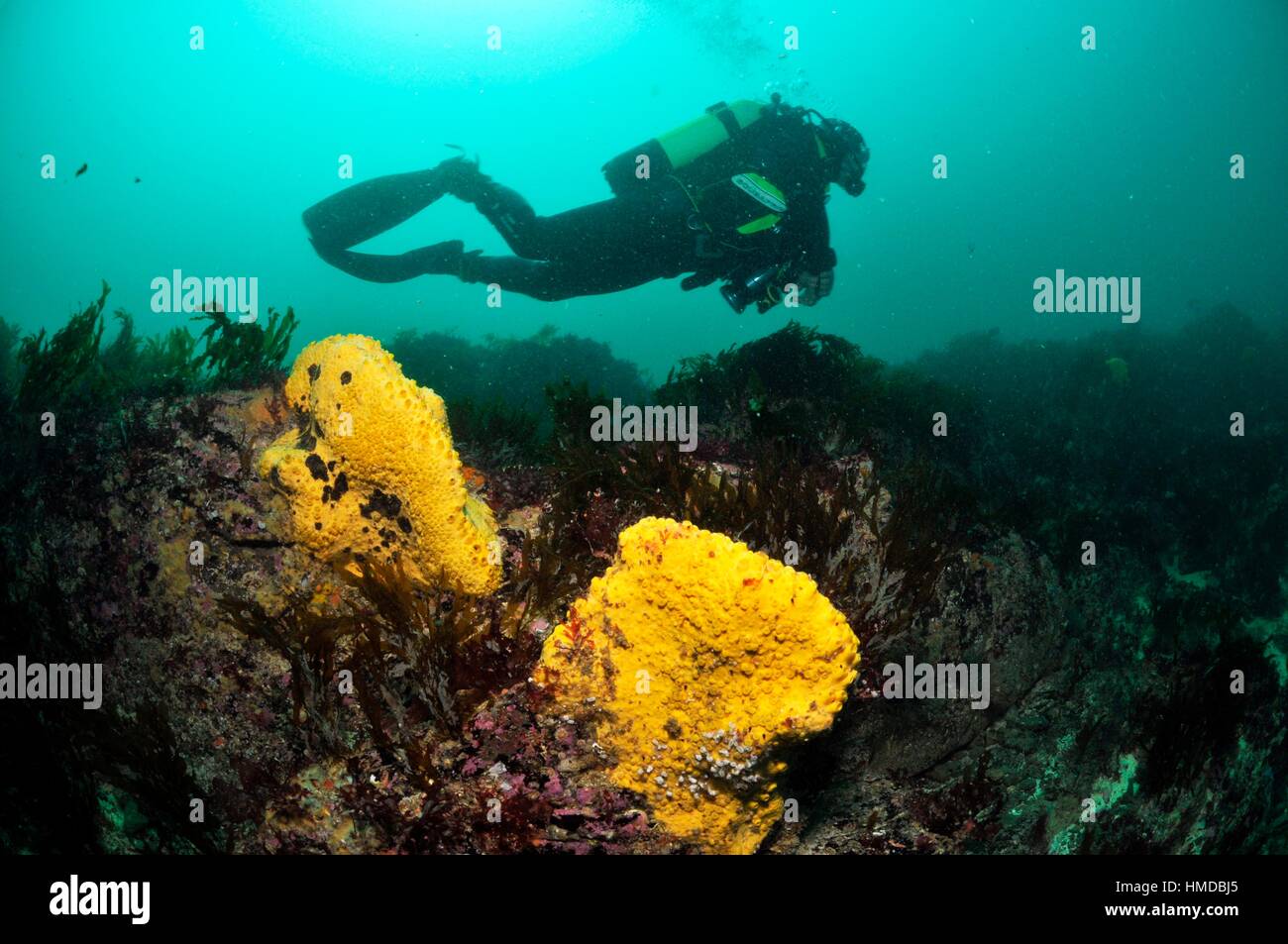 Scuba diving brittany hires stock photography and images Alamy