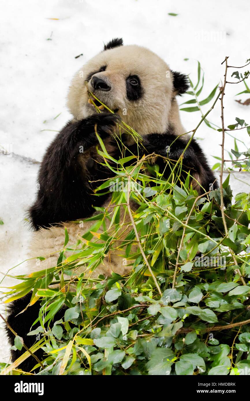 A Giant Panda laying on its back in the snow eating bamboo in North