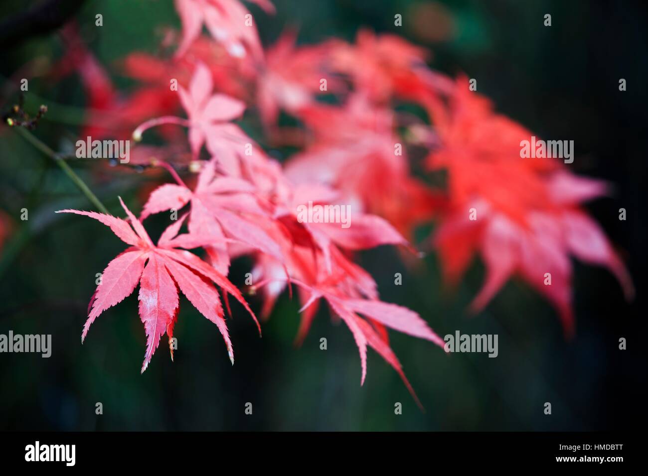 Autumn Fall colour Acer palmatum variety Bloodgood Stock Photo