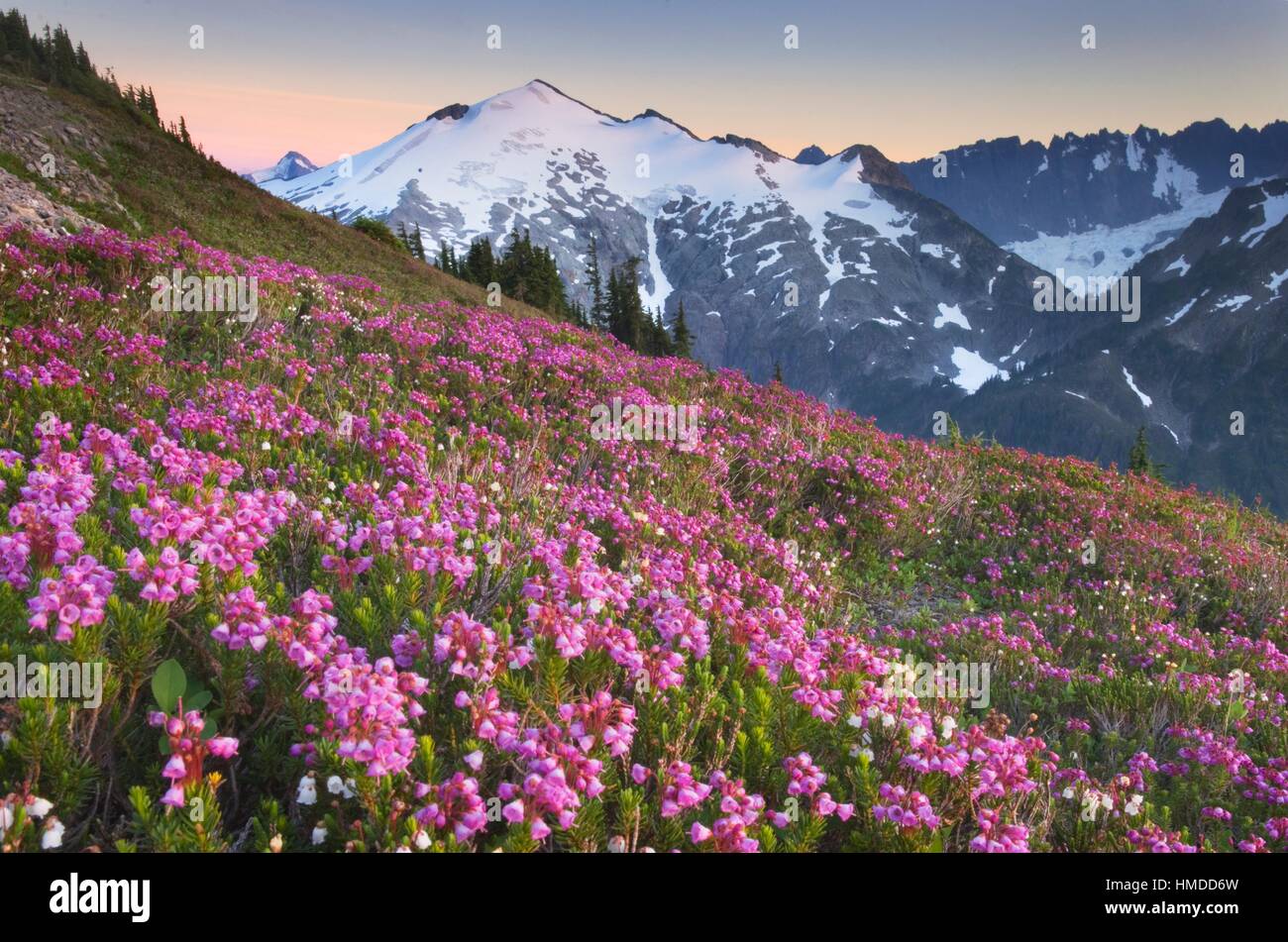 Ruth Mountain seen from wildflower meadows of Hennegan Peak, Mount Baker Wilderness North