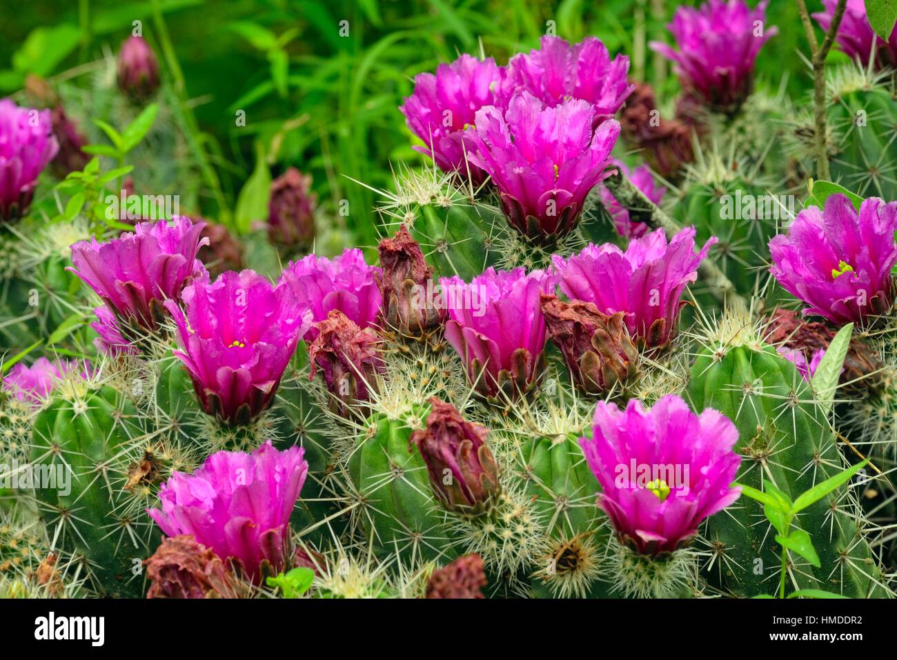 Flowering Strawberry Cactus (Mammillaria dioica), Rio Grande City, Texas, USA. Stock Photo