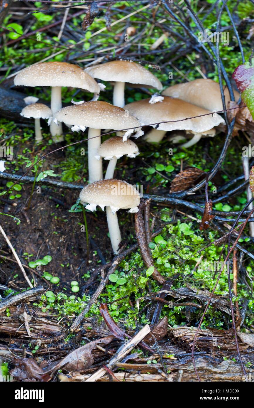 Mushrooms in the chestnut. El Real de San Vicente. Toledo. Castilla la