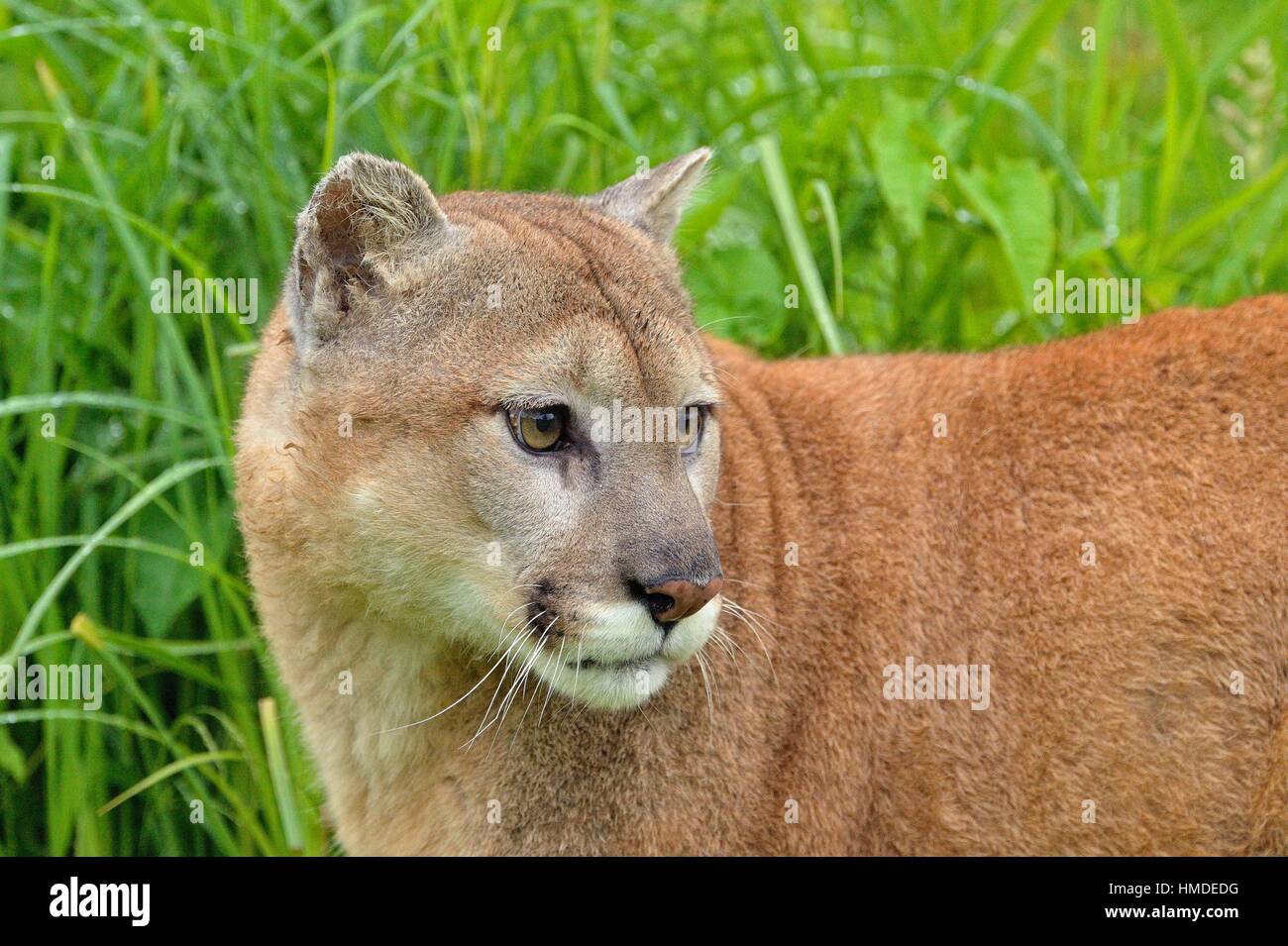 Large mountain lion hi-res stock photography and images - Alamy