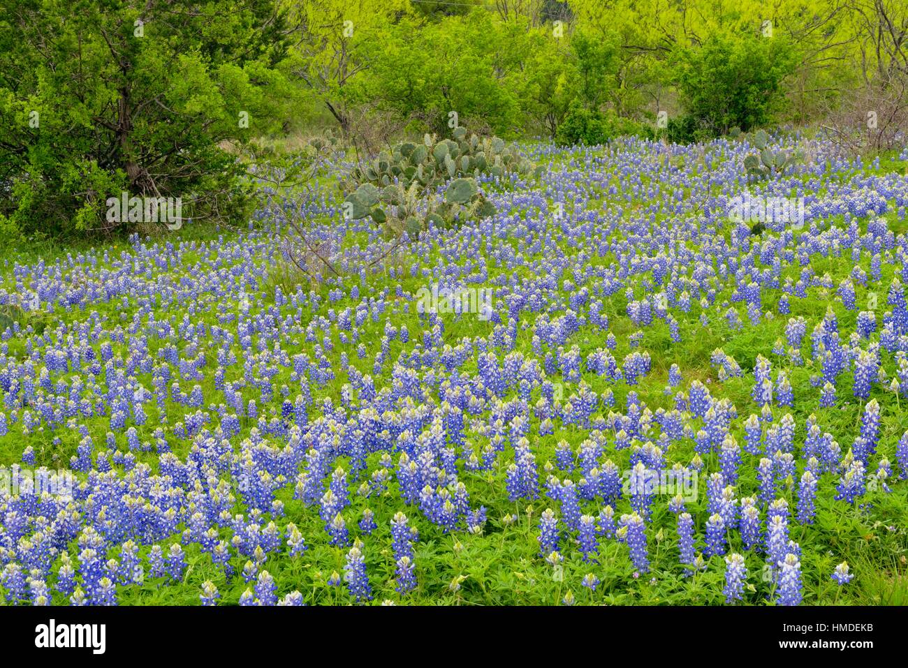 Flowering Texas in a field with spring mesquite trees
