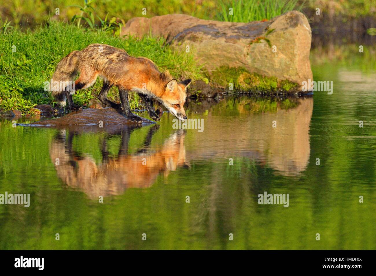 Red fox (Vulpes vulpes) captive, Minnesota Wildlife Connection, Sandstone, Minnesota, USA Stock