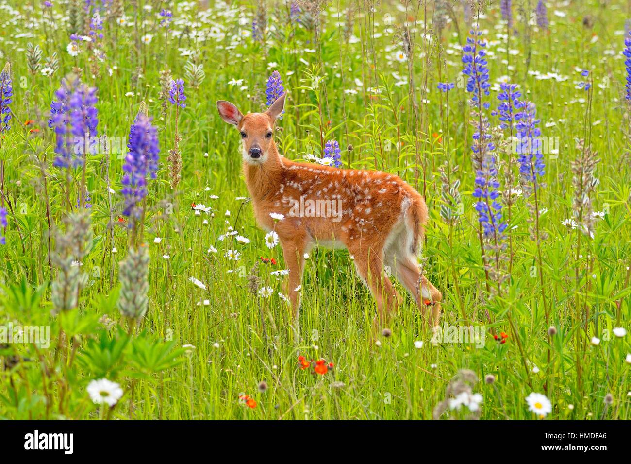 Whitetailed deer (Odocoileus virginianus) Fawn, captive raised, Minnesota wildlife Connection