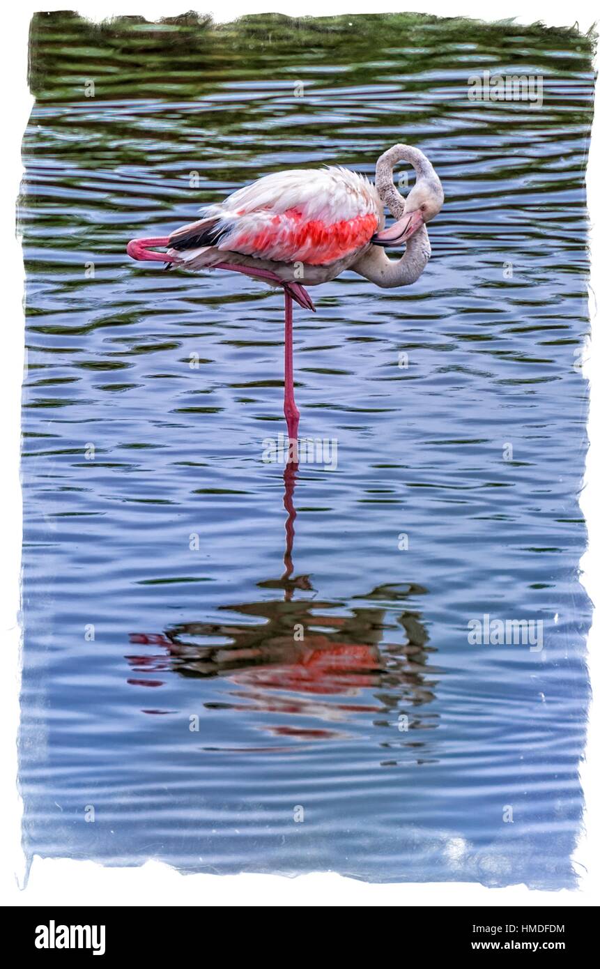 Tall image flamingo hi-res stock photography and images - Alamy