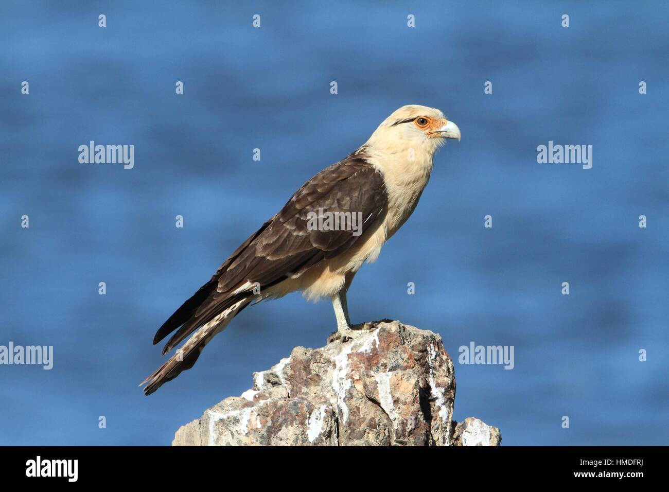 Page 2 - Caracara Costa Rica High Resolution Stock Photography and Images -  Alamy