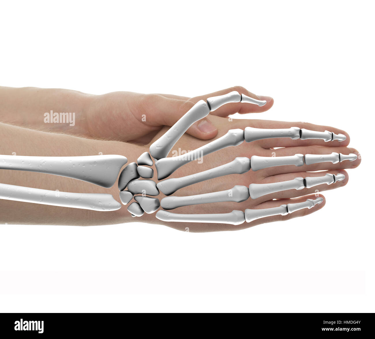 Hand Bones Male Anatomy - Studio shot with 3D illustration isolated on white Stock Photo