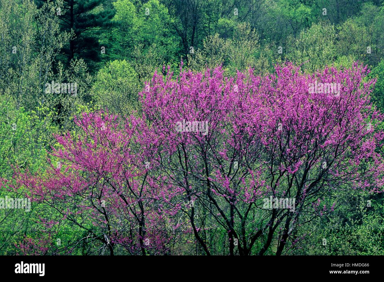 Redbud (Cercis canadensis) Flowering tree and spring foliage, Slade