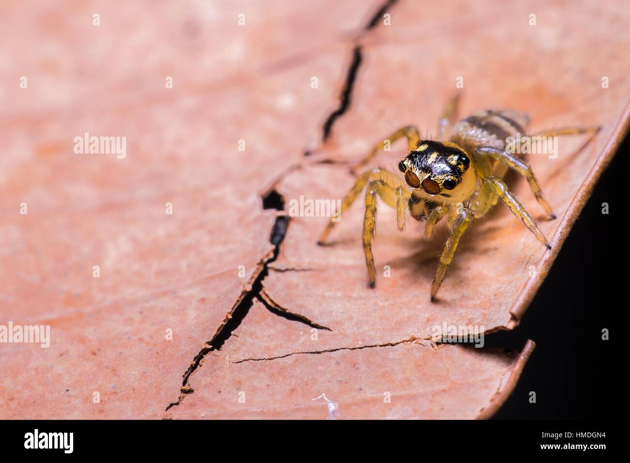 Jumping spider. Image taken at Stutong Forest Reserve Park, Kuching