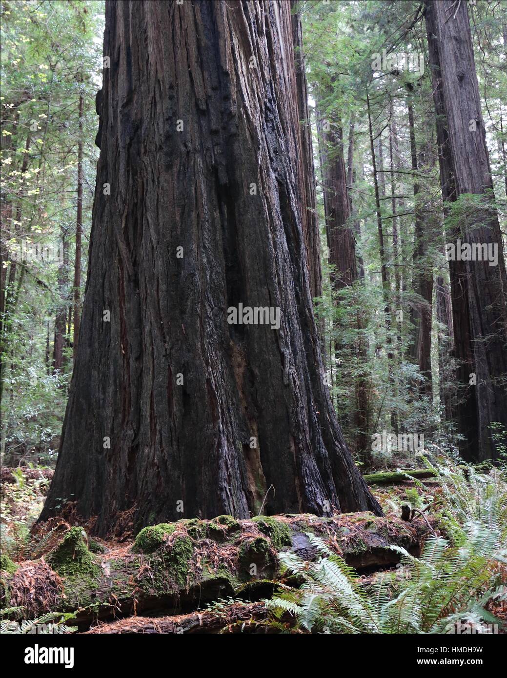 Coastal redwood trees stand tall in Crescent City, California, USA