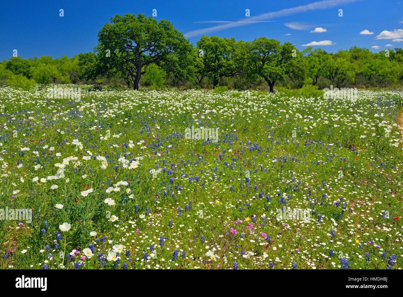Wildflowers and oak tree along the Art Hedwigs Hill Road, Mason County