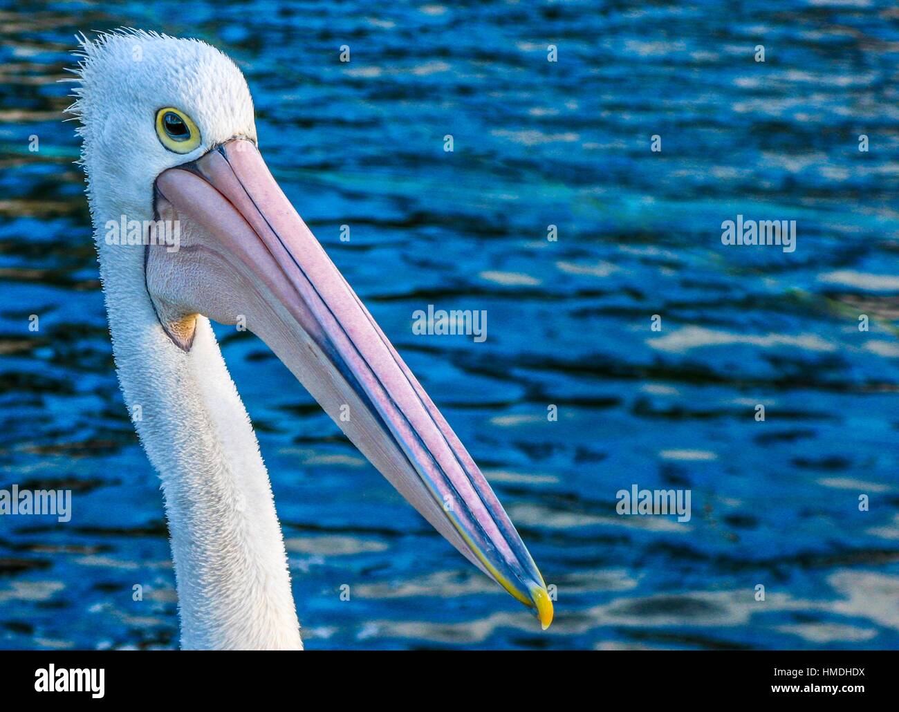 The Australian pelican is a large waterbird, widespread on inland and