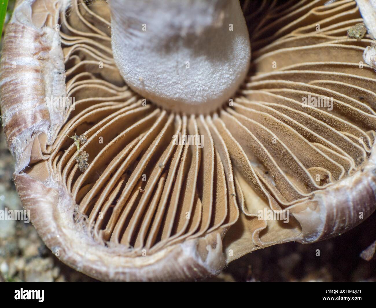 Mushroom gills hires stock photography and images Alamy