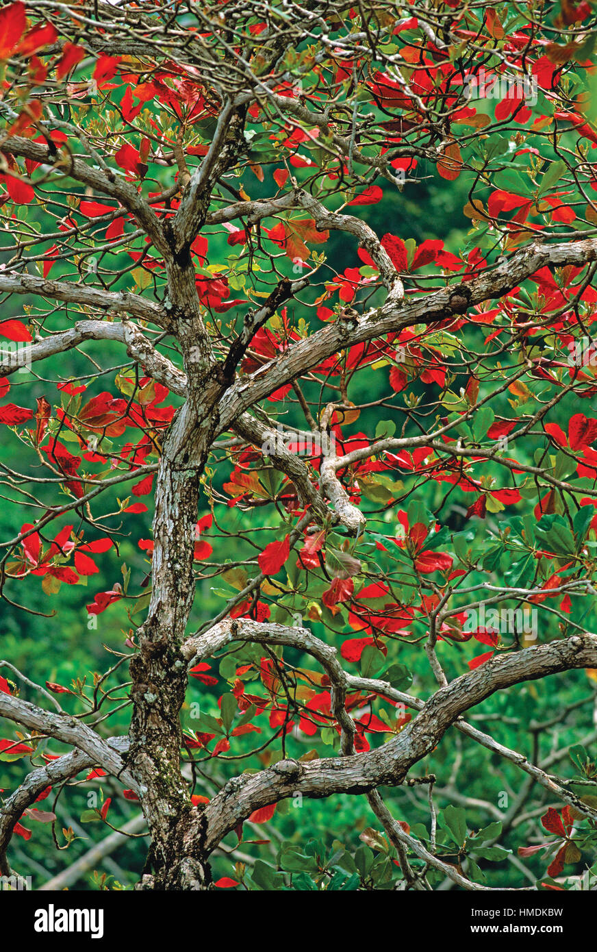 Tropical Almond tree (Terminalia catappa), Corcovado National Park, Osa Peninsula, Costa Rica. Stock Photo