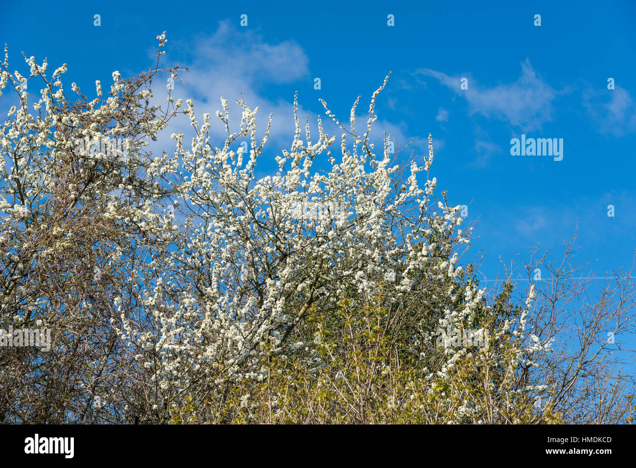 White blossom of a Blackthorn tree against a blue sky in spring sunshine. Stock Photo