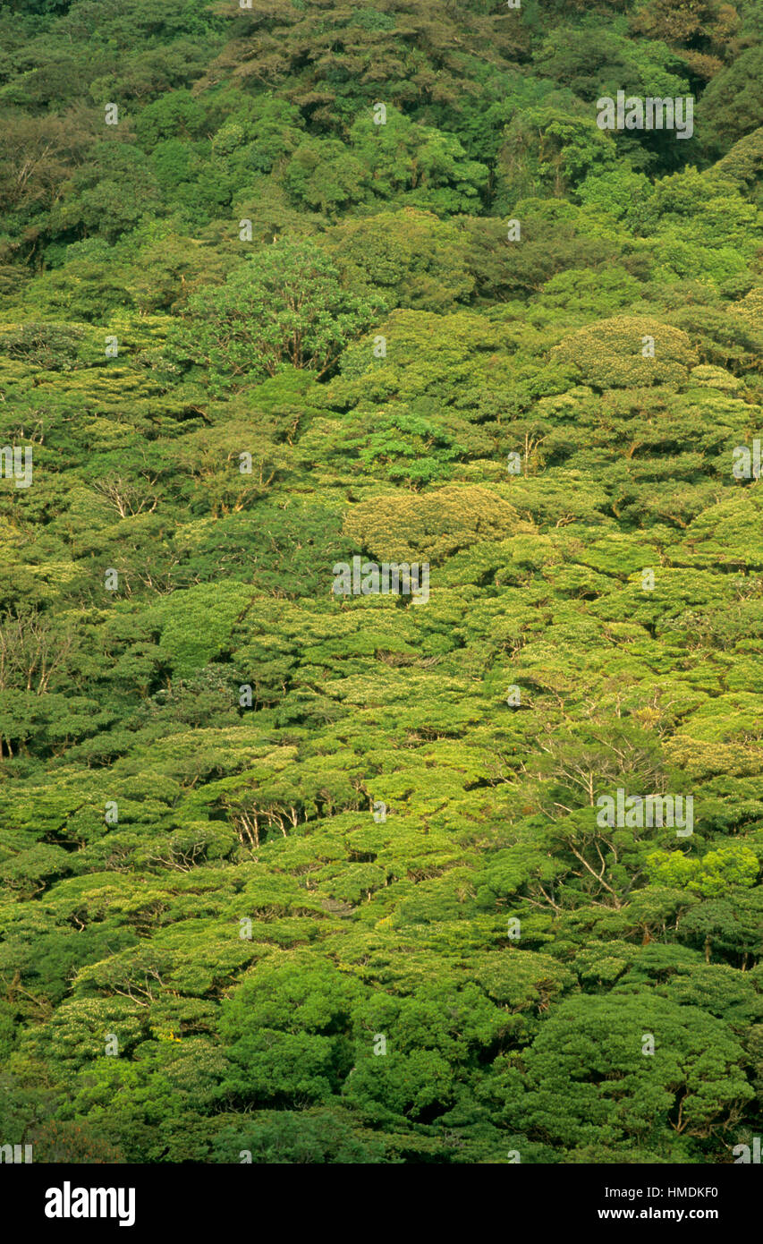 Canopy of Monteverde Cloudforest Preserve, Tilarán, Costa Rica. Stock Photo