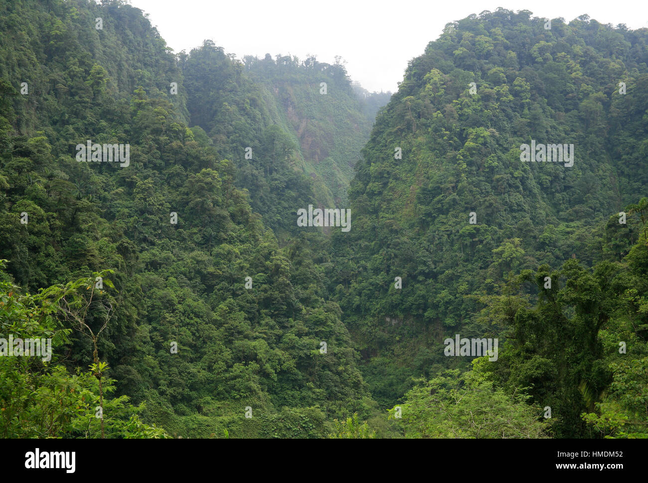 Central american rainforest hi-res stock photography and images - Alamy