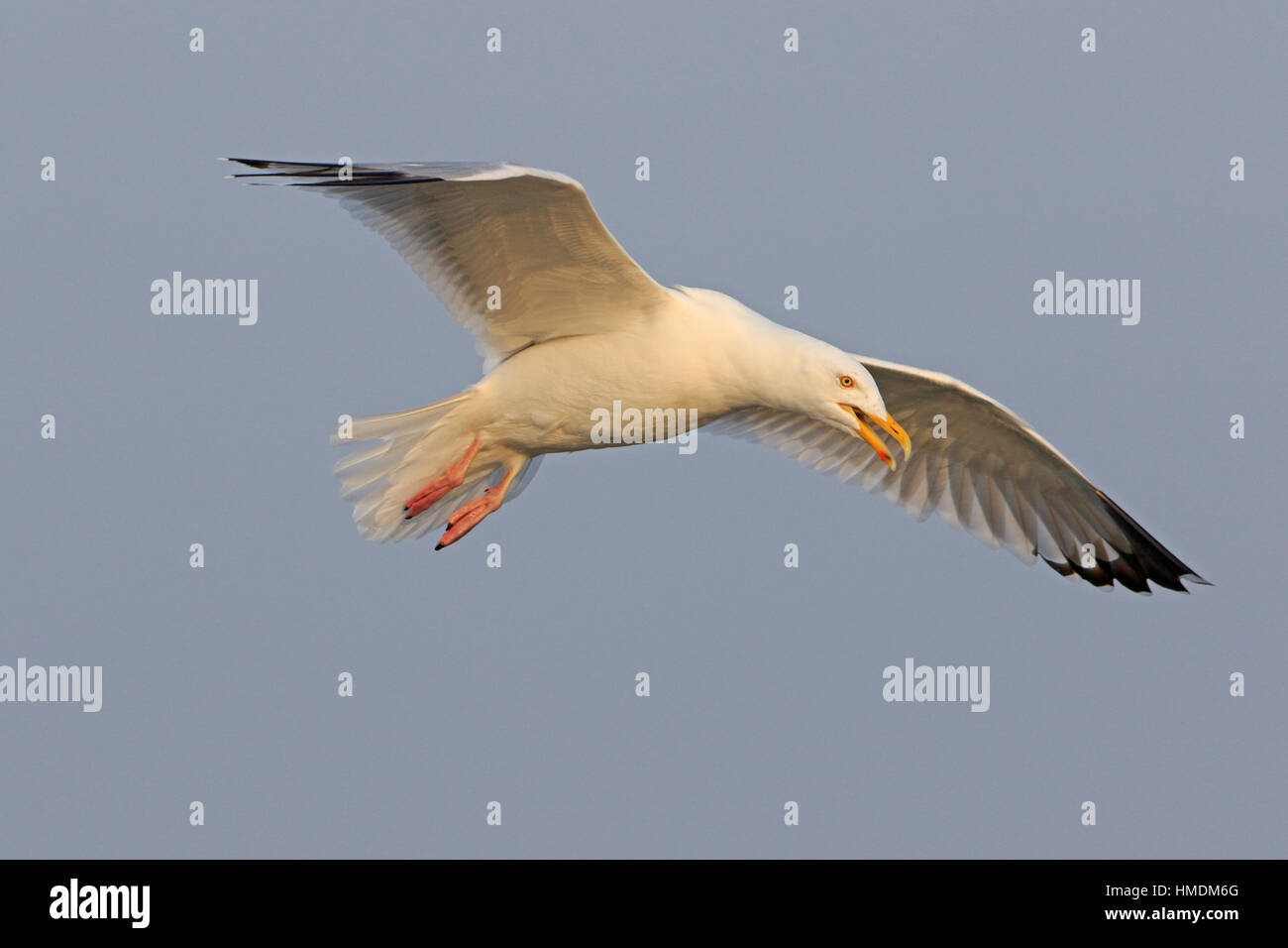 Adult Herring Gull calling in flighti Stock Photo Alamy