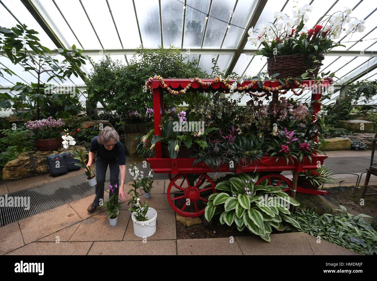 A horticulturalist puts the finishing touches to a rickshaw inspired display at the Kew Orchid festival in the Prince of Wales Conservatory at Kew Gardens in west London. Stock Photo