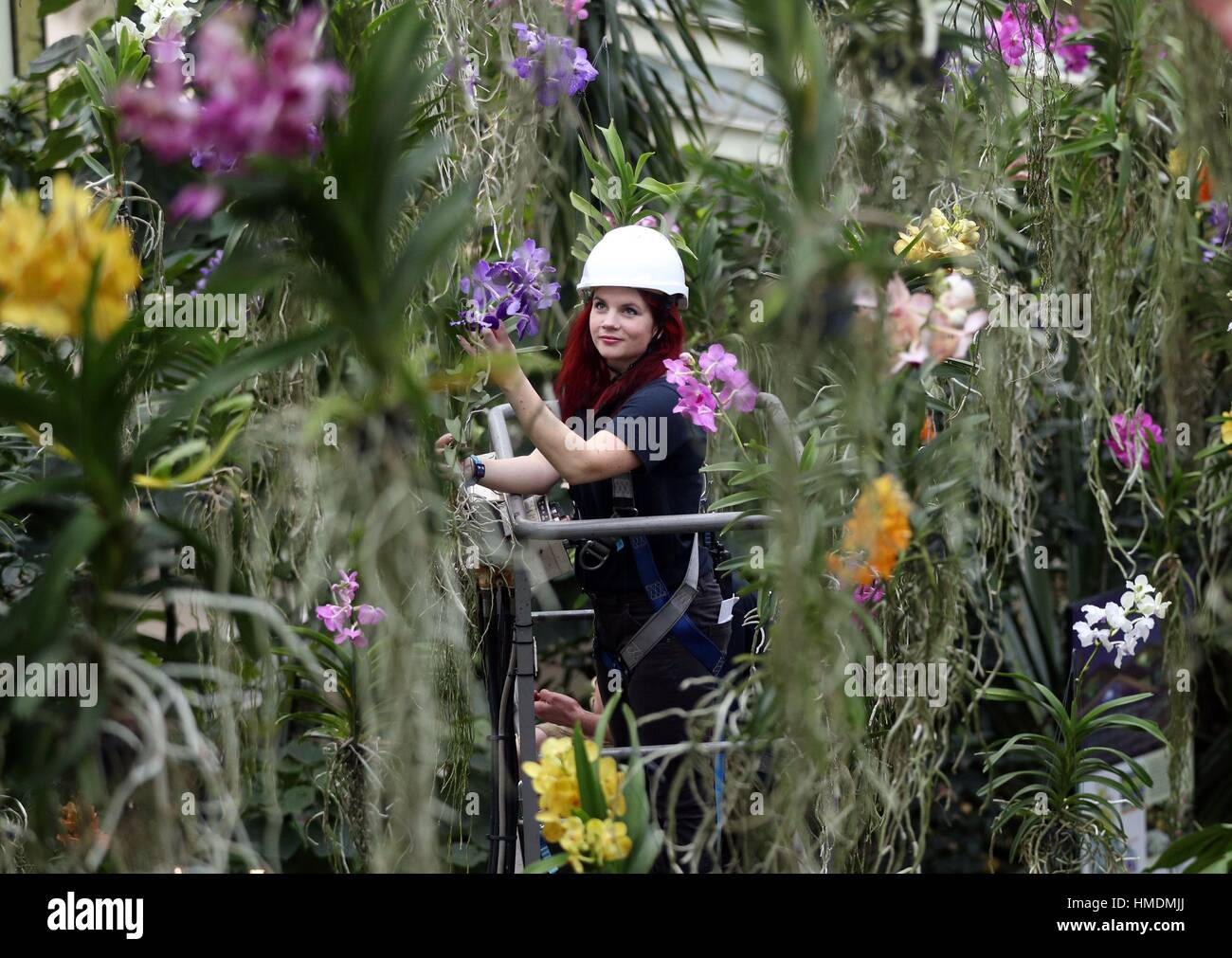 Festival creator Elisa Biondi uses a hoist to put the finishing touches to exhibits at the Kew Orchid festival in the Prince of Wales Conservatory at Kew Gardens in west London. Stock Photo