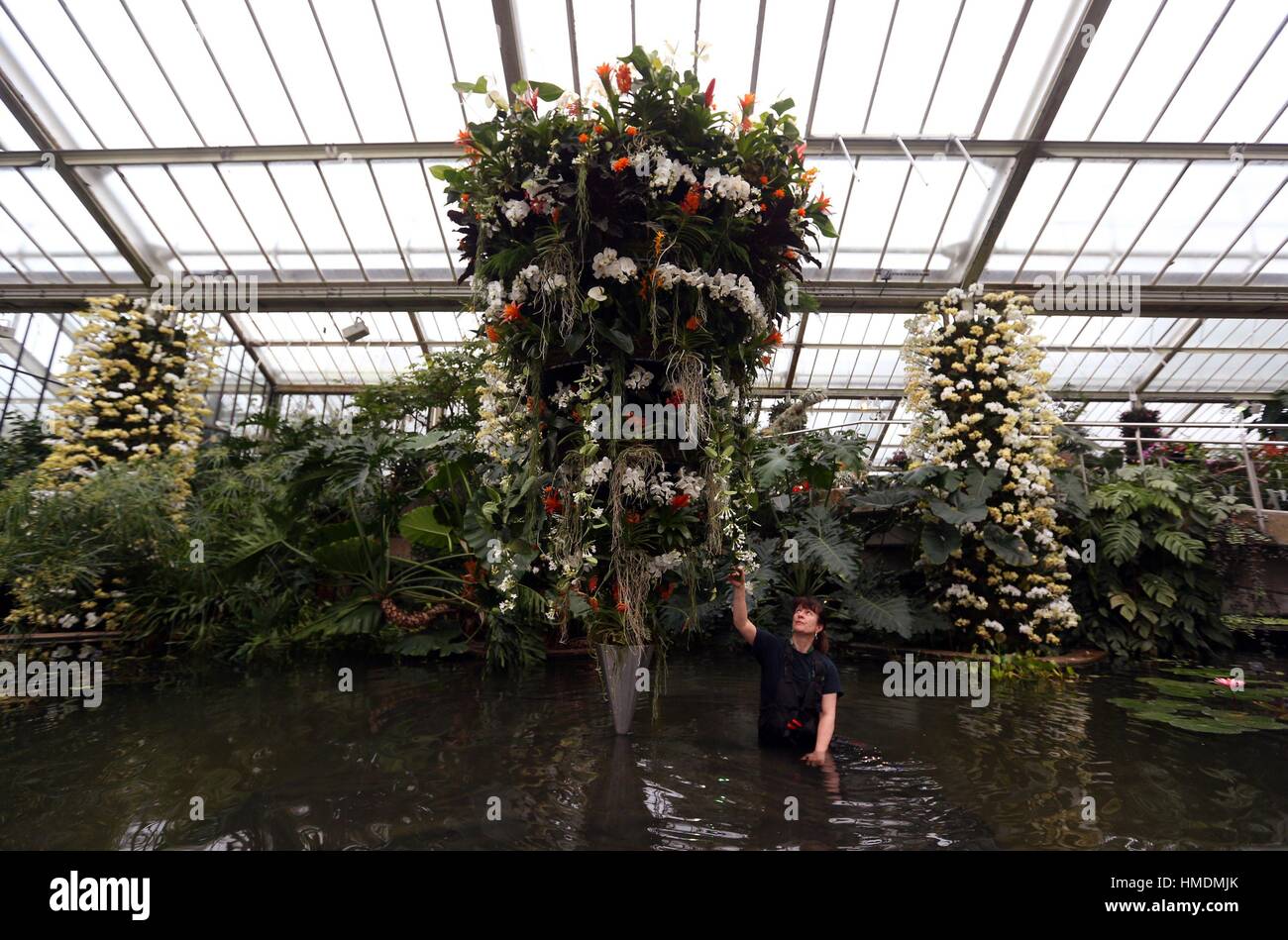Horticulturalist Joanna Bates puts the finishing touches to a Samara Wheel display at the Kew Orchid festival in the Prince of Wales Conservatory at Kew Gardens in west London. Stock Photo