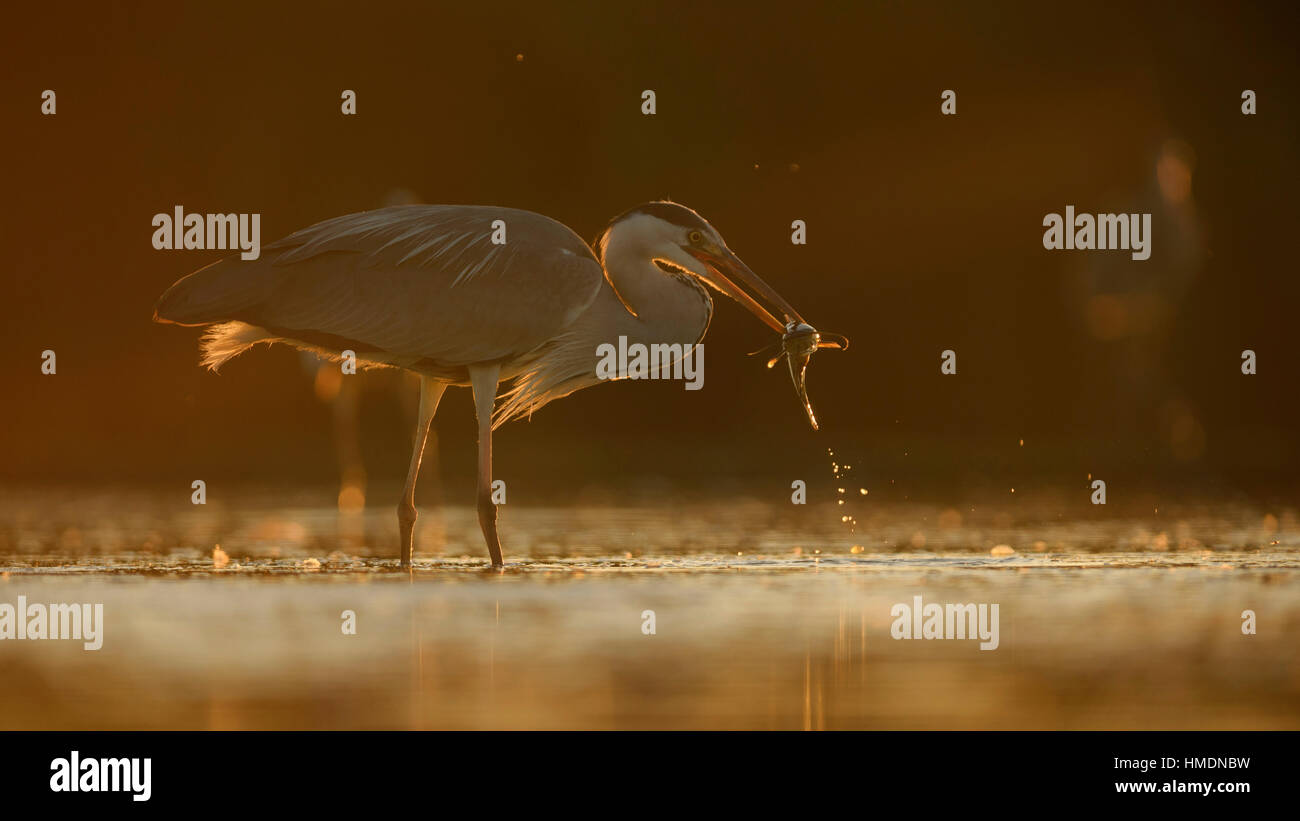 Grey Heron (Ardea cinerea) standing in water with prey, catfish (Silurus glanis), evening light, backlight Stock Photo