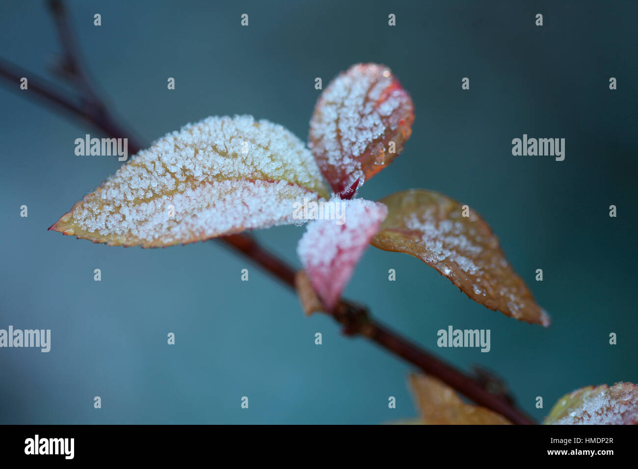 frosty clematis shoot on a cold winter morning Jane Ann Butler Photography  JABP1814 Stock Photo