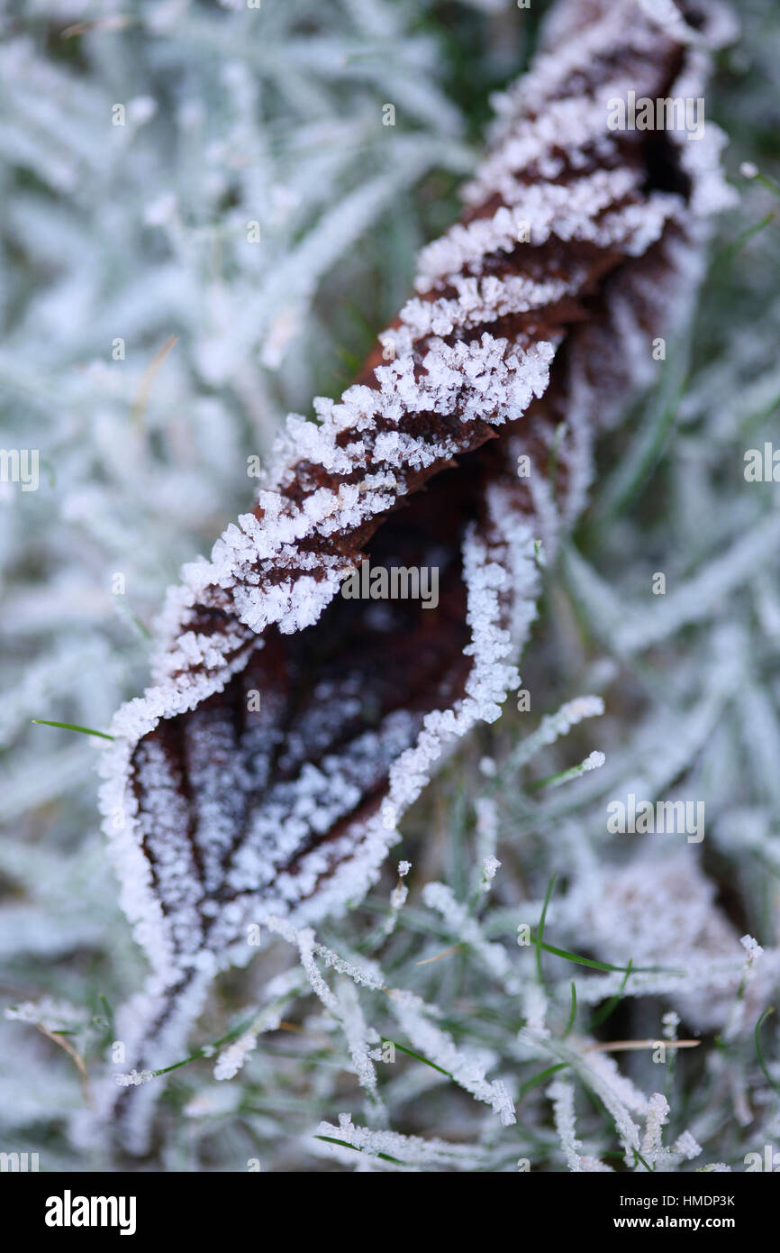 sculptural frosty winter leaf and grass Jane Ann Butler Photography  JABP1812 Stock Photo
